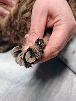 Fineli Krallen klein