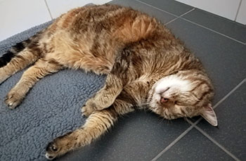 Fineli im neuen Zuhause klein