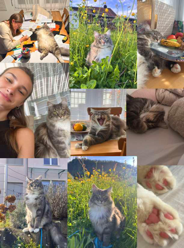 Collage