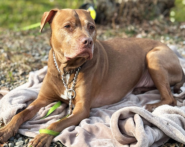 Simba nach dem Eingriff