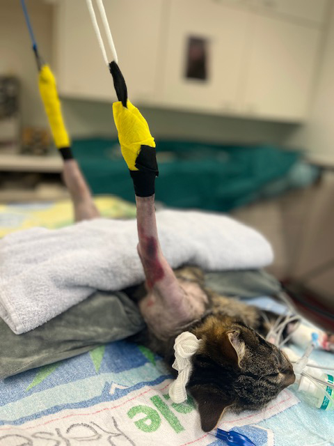 Mischu waehrend dem Eingriff