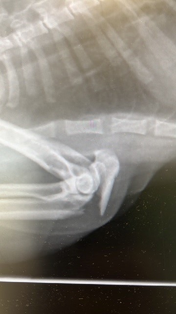 Röntgen vor dem Eingriff 2